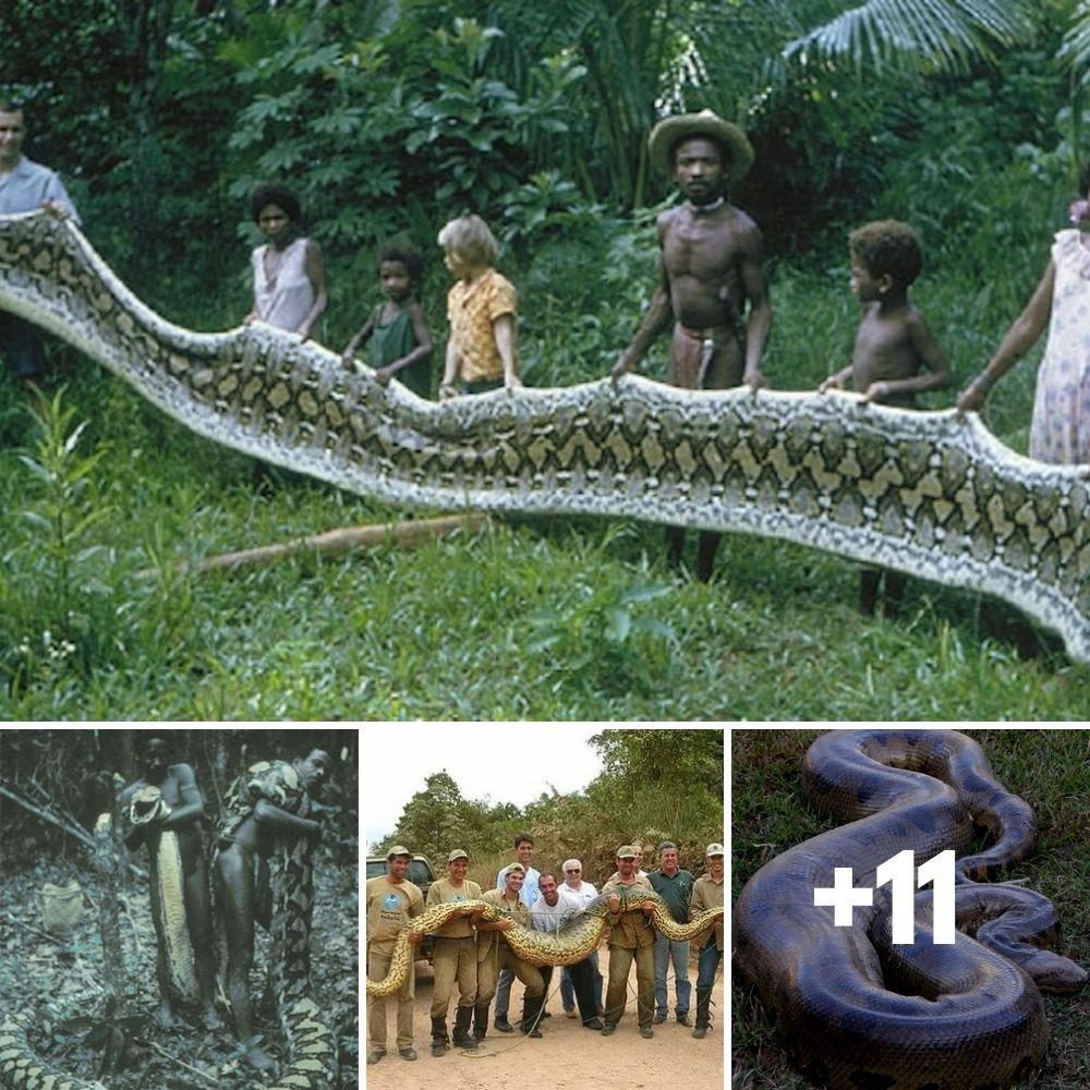 Самые большие змеи в джунглях